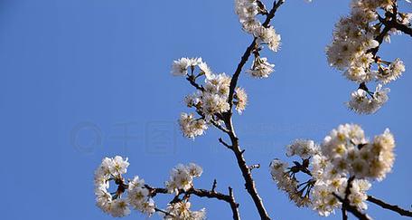 梨花与蓝色花搭配代表什么？