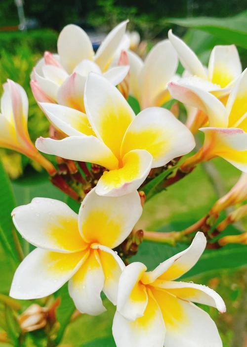 各种花的节日及其寓意是什么？