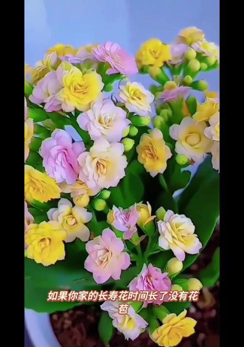哪种花象征团结安康？团结安康的花有哪些？