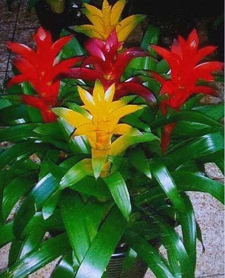 鸿运当头的花寓意是什么？鸿运当头的花象征什么？