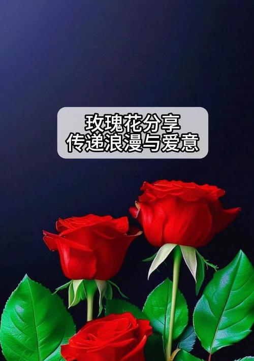 哪些花象征爱情和浪漫？