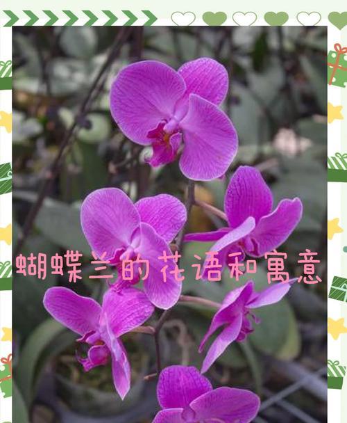 宽窄好运的花语代表什么？如何通过花语传递好运？