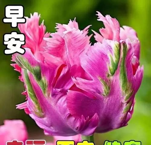 哪些花代表着对幸福的祝愿？