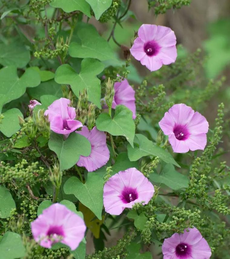 黄色牵牛花代表什么？它的象征意义有哪些？