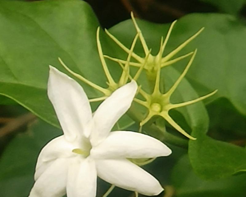 白色茉莉花代表什么寓意？白色茉莉花的象征意义是什么？