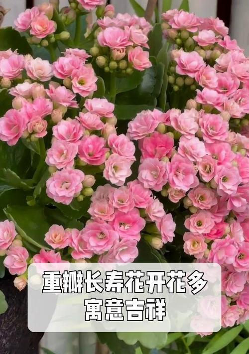 长寿花五色分别代表什么？五种颜色长寿花的寓意是什么？