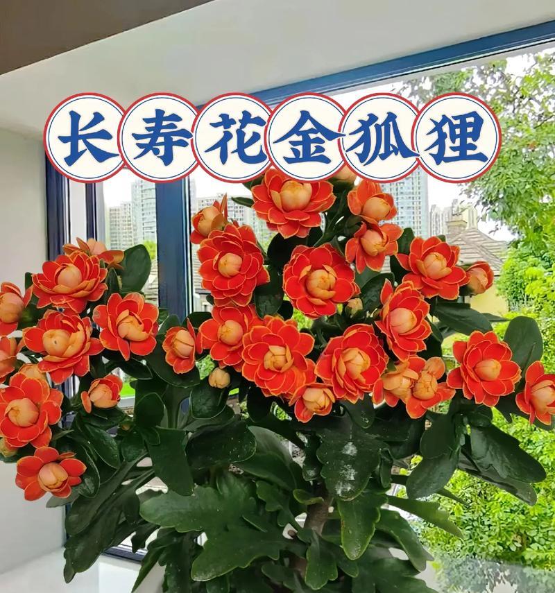 长寿花五色分别代表什么？五种颜色长寿花的寓意是什么？