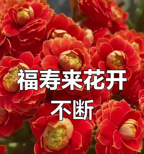 长寿花送给爷爷有什么寓意？