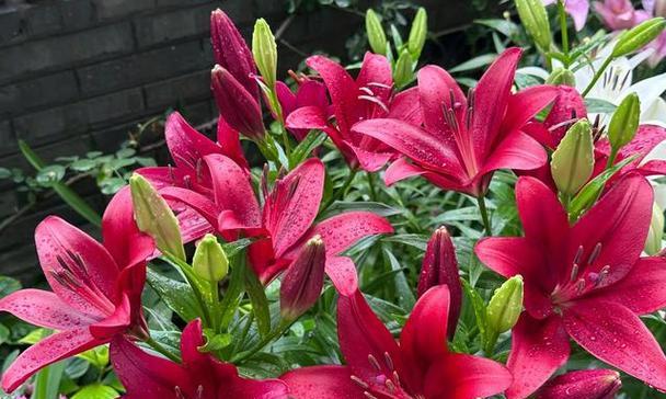 不同百合花的颜色的含义是什么？分别代表什么？