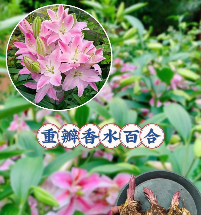 不同百合花的颜色的含义是什么？分别代表什么？