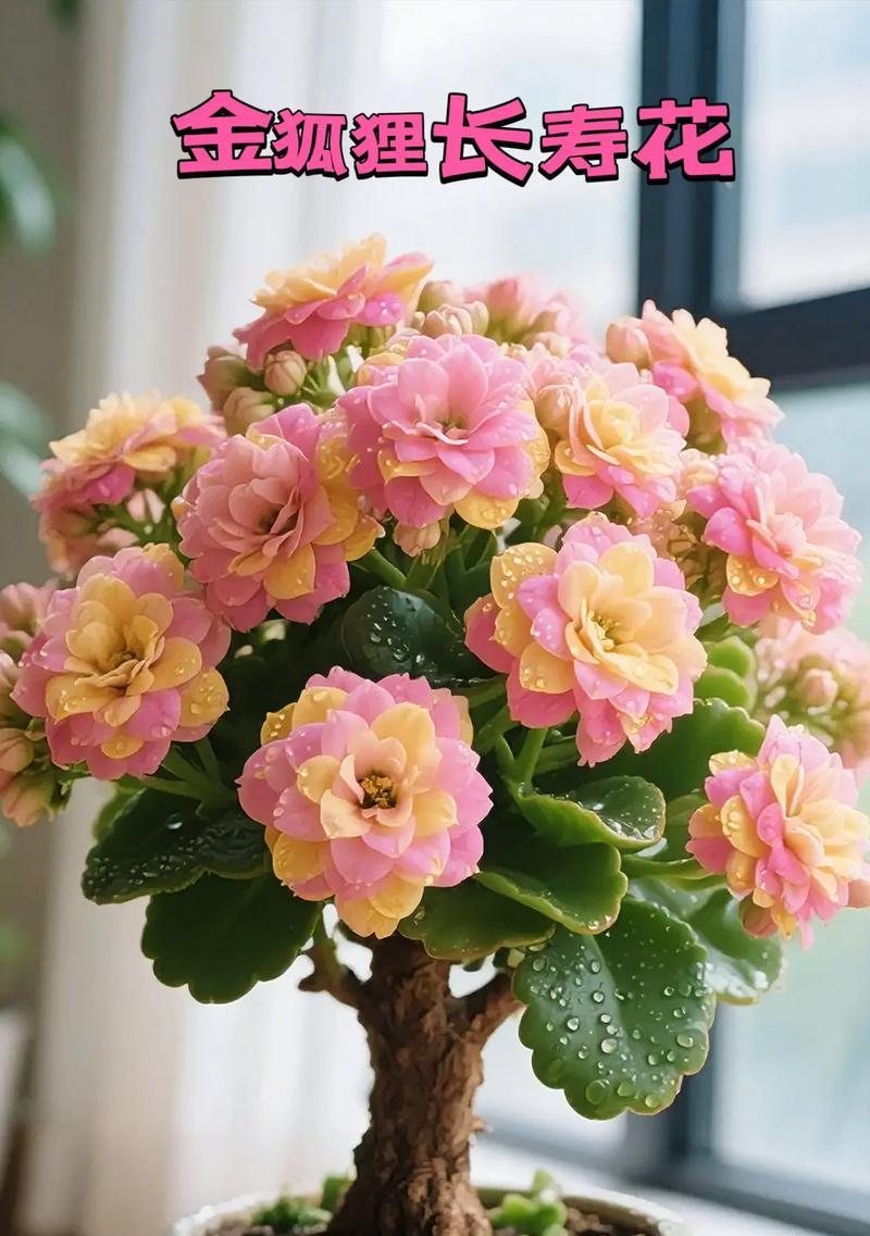 长寿花在家养的寓意是什么？长寿花象征什么？