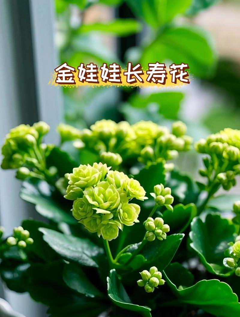 长寿花在家养的寓意是什么？长寿花象征什么？