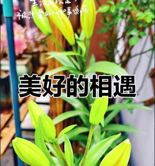 哪种花象征着幸福与希望？