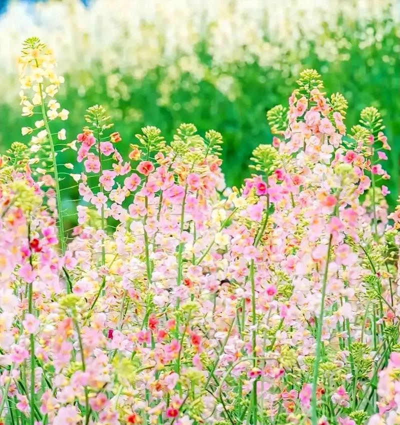 哪种花象征着幸福与希望？