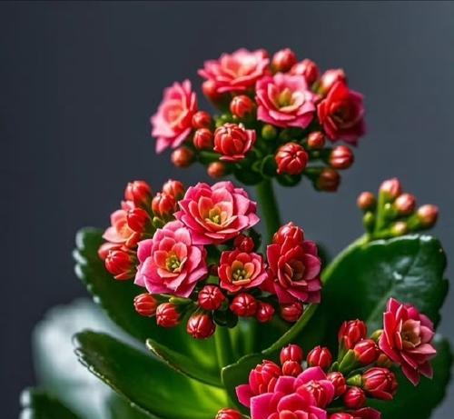 什么花寓意健康？健康花的象征意义是什么？