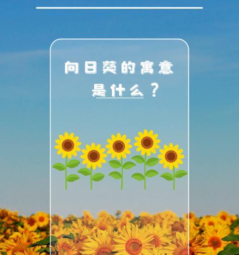 向日葵香槟色花的寓意和象征是什么？香槟色向日葵的特别含义？