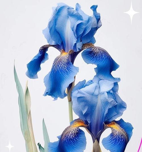 哪些花代表自由和快乐？花语中快乐的花有哪些？
