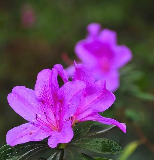 哪些花寓意不祥和美好？它们的含义是什么？