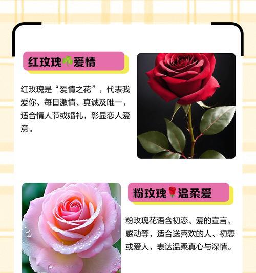 哪些玫瑰花象征爱情？它们的花语是什么？