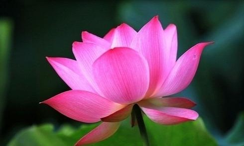 粉色琉璃花寓意什么？它的象征意义是什么？