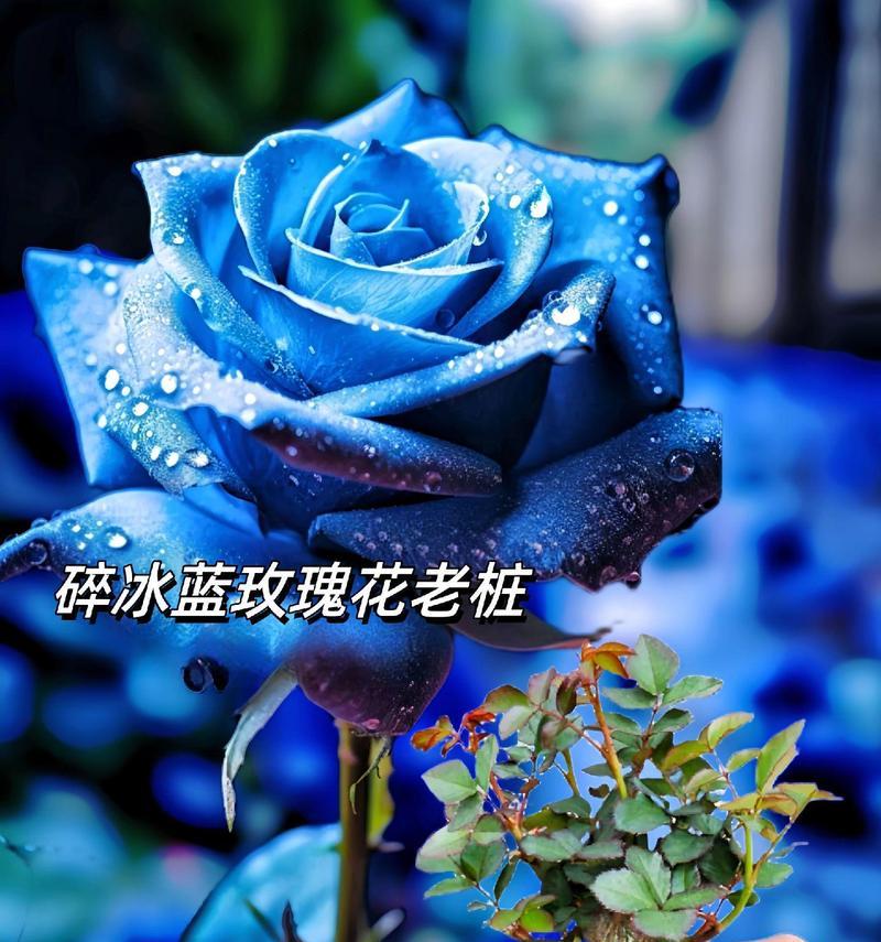 淡蓝色玫瑰花有什么特别的寓意？