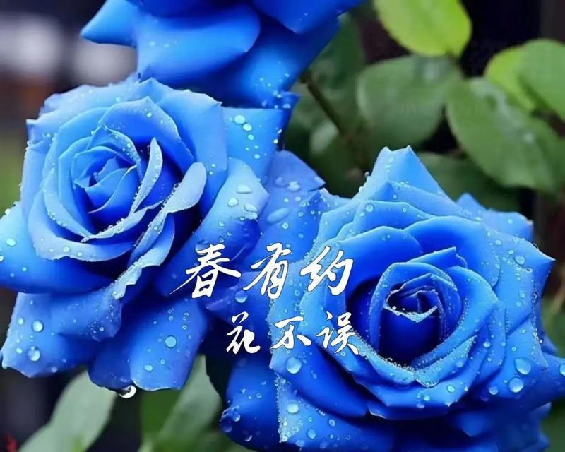淡蓝色玫瑰花有什么特别的寓意？