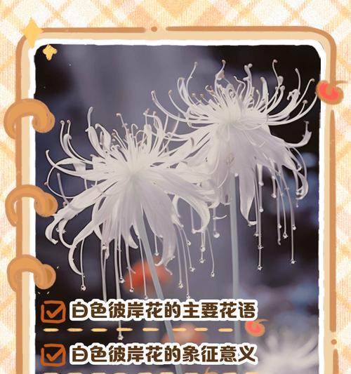 白色珠子象征哪种花的寓意？