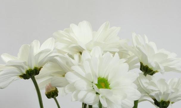 白色珠子象征哪种花的寓意？