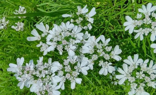 香菜在爱情中代表什么？香菜花语的含义是什么？