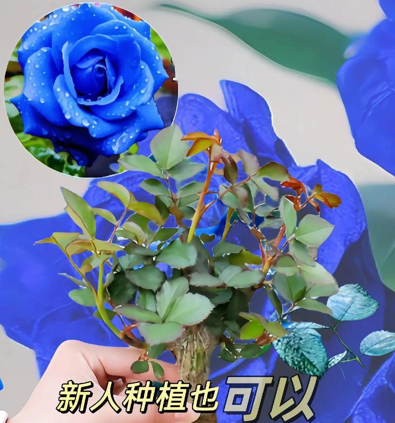 蓝色花送给妈妈代表什么？