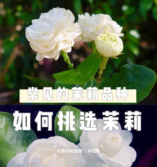 彩色茉莉花的花语是什么？