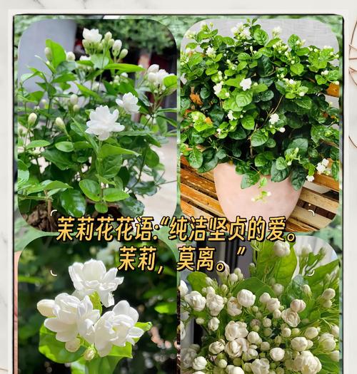 彩色茉莉花的花语是什么？