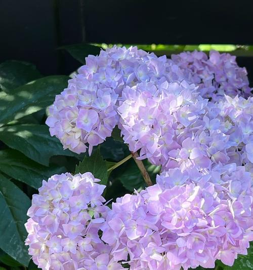 紫色月季花的寓意是什么？月季花语有哪些？