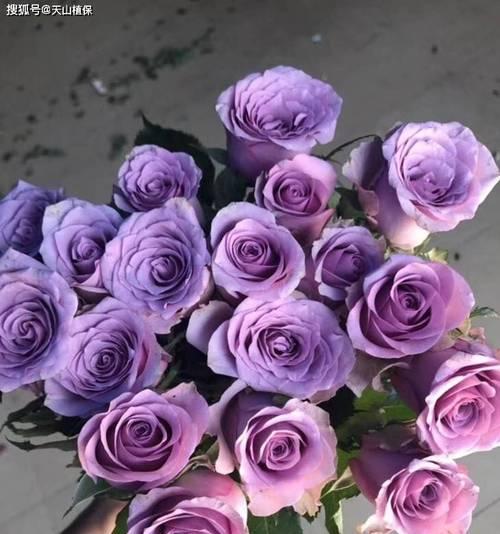 紫色月季花的寓意是什么？月季花语有哪些？