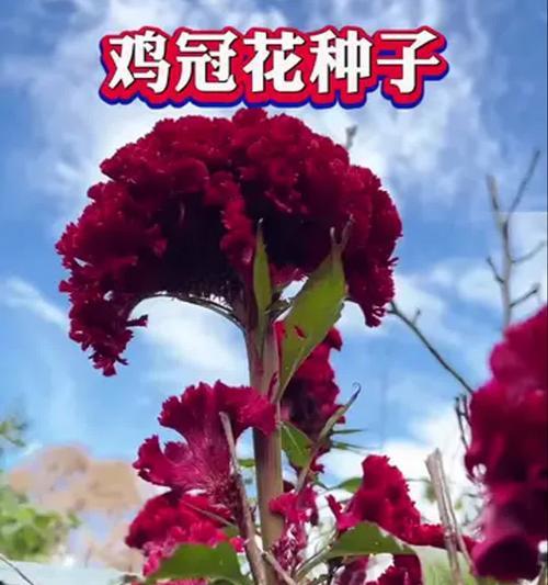 金色鸡冠花象征什么？它的花语有哪些特别之处？