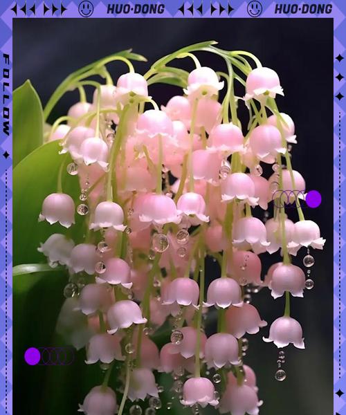 什么花象征着平凡与幸福？这种花的寓意是什么？