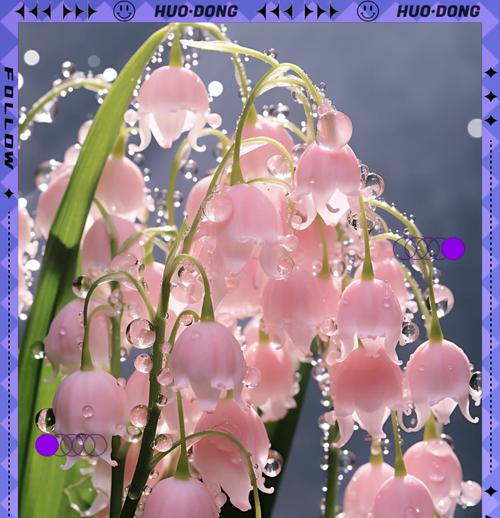 什么花象征着平凡与幸福？这种花的寓意是什么？