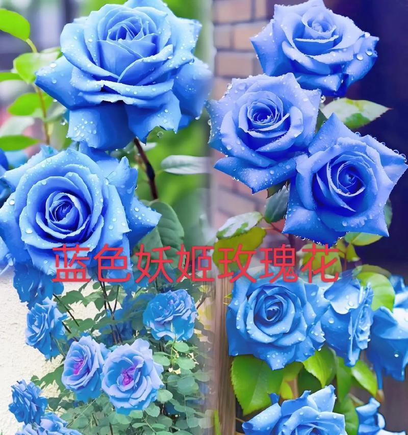 宝蓝色玫瑰花代表什么含义？
