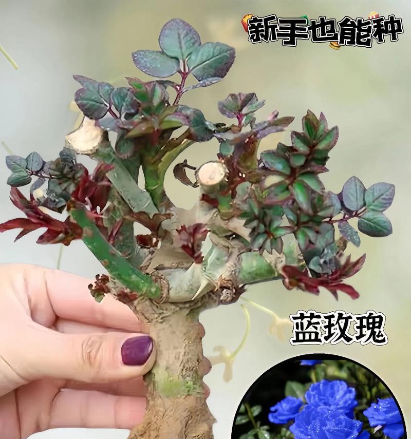 宝蓝色玫瑰花代表什么含义？