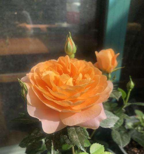 橙色月季花的寓意是什么？它象征着什么？