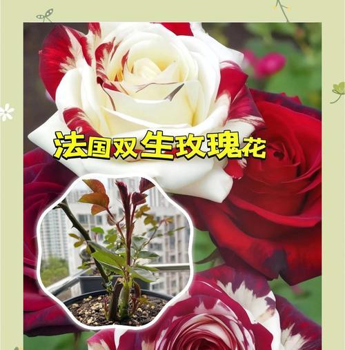黑色玫瑰花寓意永恒是什么意思？它象征着什么？
