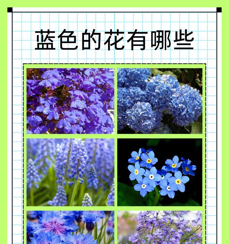 象征海军蓝色的花有哪些？它们在海军文化中扮演什么角色？