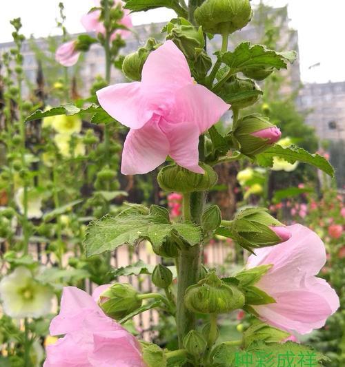 荣耀之花的文化含义是什么？它象征着什么？