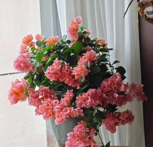哪种花象征家庭平安？
