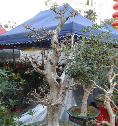 春节前摆花摊有何寓意？传统习俗是什么？