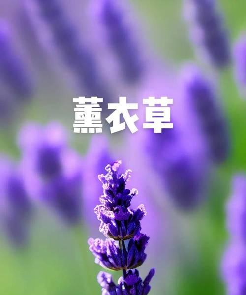 花真的是浪漫的象征吗？浪漫花语有哪些？