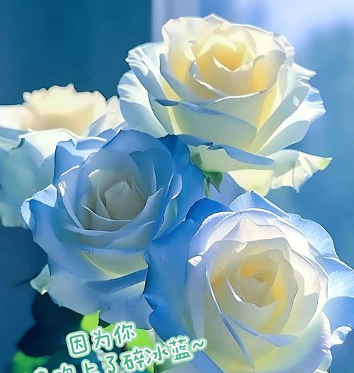 花真的是浪漫的象征吗？浪漫花语有哪些？