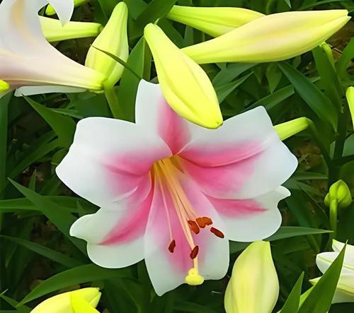 花真的是浪漫的象征吗？浪漫花语有哪些？