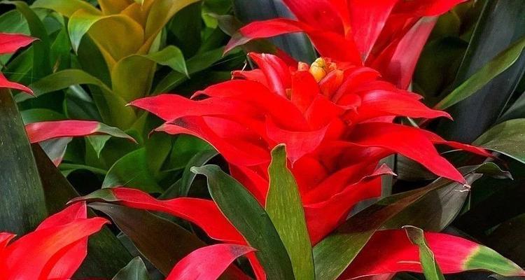 红色植物有哪些寓意不好？花的寓意是什么？