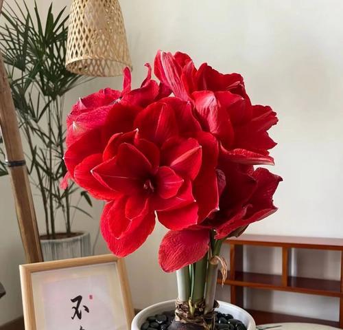 红色植物有哪些寓意不好？花的寓意是什么？